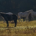 Senner Pferde (1 von 1).jpg