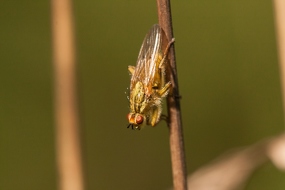 Gelbe Dungfliege auch Gemeine Kotfliege Scathophaga stercoraria