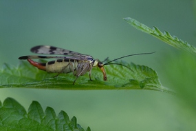 Skorpionfliege (Panorpidae)