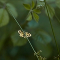 IMG_1501___.jpg