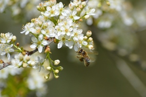 Honigbiene mit Schwerlast an einer Wildkirche