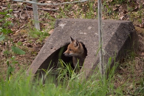 Ein Fuchswelpe erkundet die Umgebung (Vulpes vulpes)