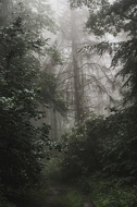 Aus dem Wald