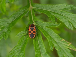Feuerwanze (Pyrrhocoridae)