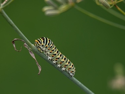 Raupe des Schwalbenschwanzes (Papilio machaon)