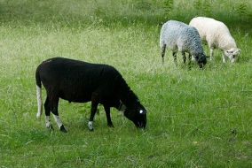 Schafe in der Streuobstwiese Brake