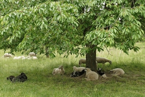  Schafe auf der Streuobstwiese im Juni 2020