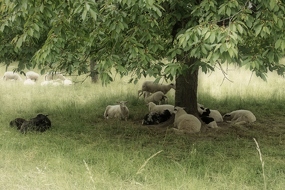 Schafe auf der Streuobstwiese im Juni 2020