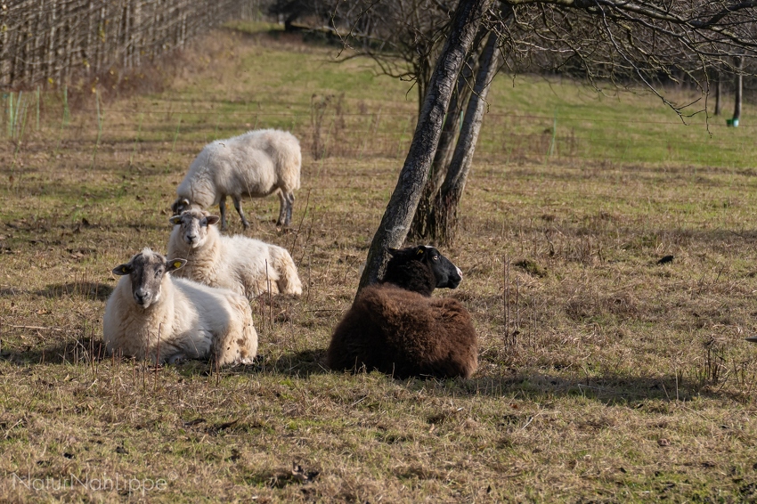 Schafe (1 von 1).jpg