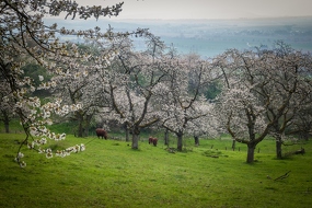 Kirschblüte in der Rühler Schweiz