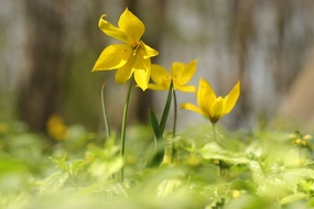 Weinberg-Tulpe / Wilde Tulpe (Tulipa sylvestris)