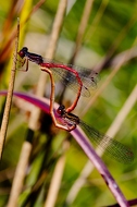 Scharlachlibelle - small red damselfly (Ceriagrion tenellum))