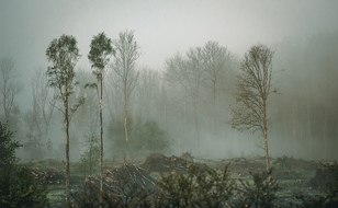 Verloren im Dunkel: Das Waldsterben