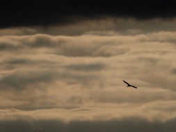 Greifvogel in den Wolken