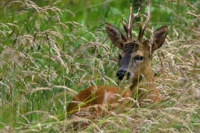 Rehbock in der Wiese
