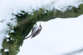 Gartenbaumläufer - Certhia brachydactyla