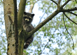 Waschbär (Procyon lotor)