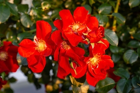 Rosenblüte
