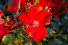 Rosenblüte