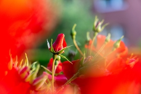 Rosenblüte