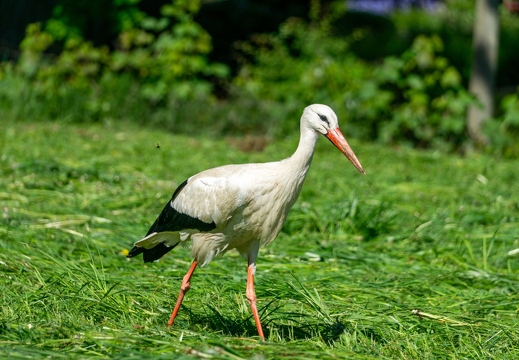Weißstorch (Ciconia ciconia)