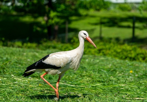 Weißstorch (Ciconia ciconia)