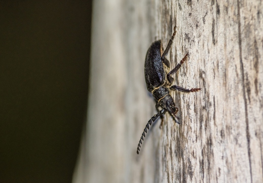 Sägebock (Prionus coriarius)