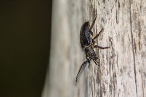Sägebock (Prionus coriarius)