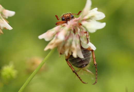 Gerippte Brachkäfer (Amphimallon solstitiale)