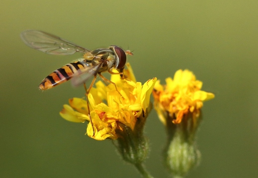 Hainschwebfliege (Episyrphus balteatus)