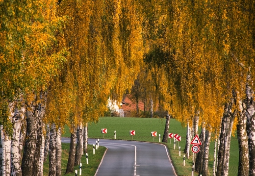 Birkenallee im Herbstlaub 
