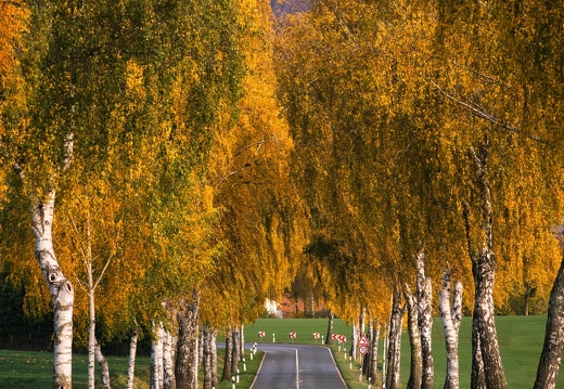 Birkenallee im Herbstlaub