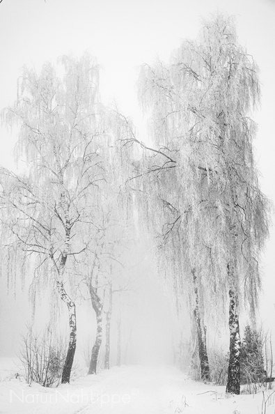 _DSC7375-Bearbeitet.jpg