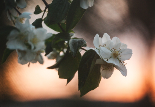 Abendlicht