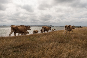 Die Kühe von Kalø