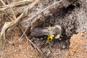 Weidensandbiene (Andrena vaga) beim Bau ihrer Erdhöhle )