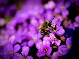 Wildbiene auf Blumenkissen