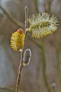 Sal-Weide (Salix Caprea) Weidenkaetzchen