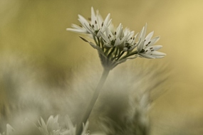  Bärlauch (Allium ursinum)