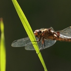 Plattbauch (Libellula depressa)