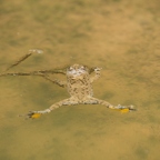 Gelbbauchunke (Bombina variegata)
