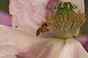 Honigbiene (Apis) , vermutlich Buckfastbiene