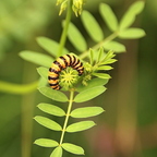 Raupe des Jakobskrautbären