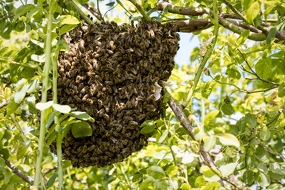 Bienenschwarm im Baum (Anthophila)