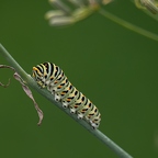 Raupe des Schwalbenschwanzes (Papilio machaon)