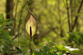 Blüte des Aronstab (Arum) 