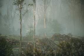 Verloren im Dunkel: Das Waldsterben