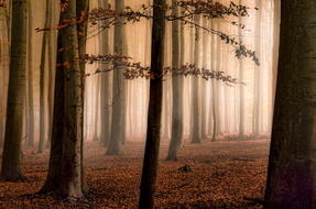 Morgenstimmung im lippischen Buchenwald