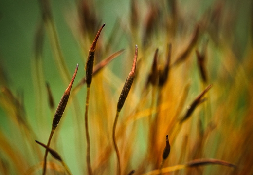 Bokeh, Yugen, Poesie   
