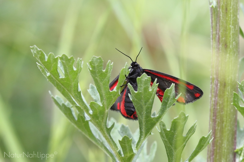 240604 7077 EOS M6 Mark II.JPG